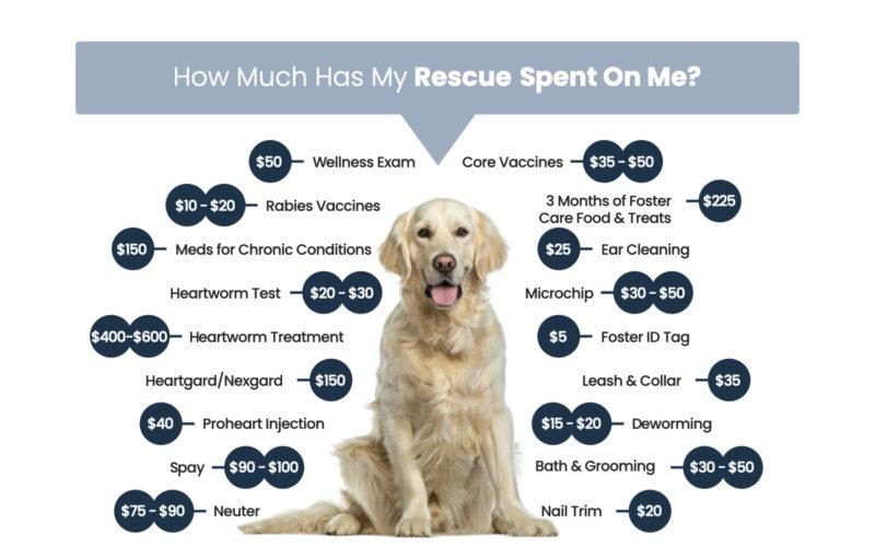 Adoption Fees Des Moines County Humane Society