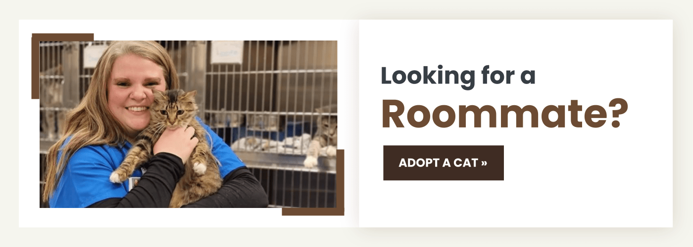 adopt a cat