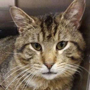 Available Cats – Des Moines County Humane Society