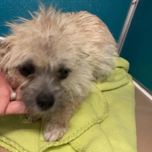 Tinkerbell Des Moines County Humane Society