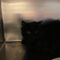 Blackie