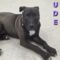 Jude