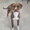 Rocco