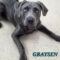Graysen