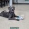Graysen