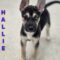 Hallie
