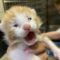 Christpurr Columpuss