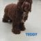 Teddy