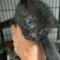 Blake