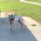 Hayes aka Wriggs